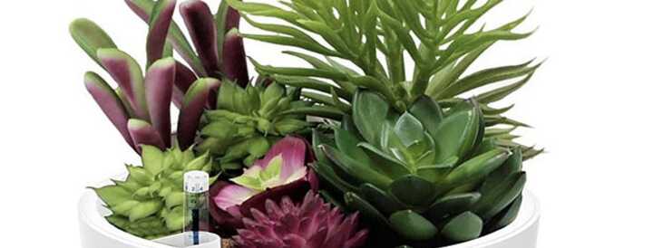 A stylish white planter containing a variety of vibrant, green succulents ideal for office decoration. Perfect for teambuilding events focused on enhancing workplace aesthetics, creating a calming workspace, and promoting team collaboration through shared plant care activities.