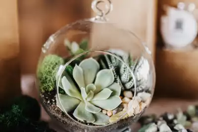 Make a Classic Globe Terrarium with Two Succulents thumbnail