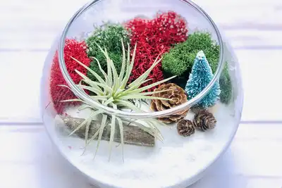 Decorative terrarium featuring vibrant red and green moss, an air plant, pine cones, and a miniature blue tree on a white sand base. Perfect for teambuilding workshops or creative corporate events.