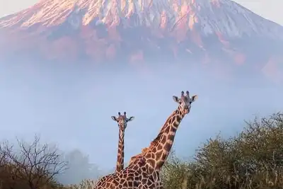 Live Virtual Safari thumbnail