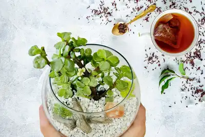 Crystal Terrarium & Tea thumbnail