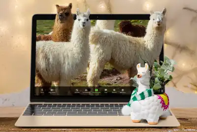 Paint a Ceramic Llama Succulent Planter with Live Llama Meet & Greet thumbnail