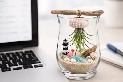 Make an Air Plant Zen Garden Top-Rated Virtual Event - Elevent