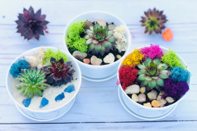 Plant a terrarium for a unique winter garden or gift – The Oakland