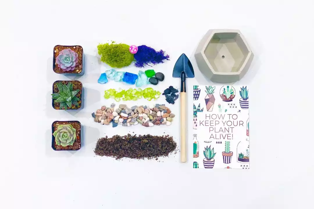 Succulent planting kit