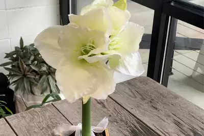 Holiday Alfresco Amaryllis Workshop thumbnail